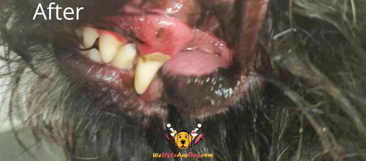 Corby Rutland & Stamford Dog Teeth Cleaning after picture
